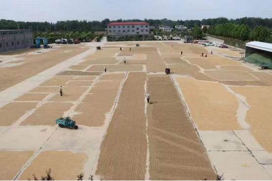 6.2展現國企責任擔當 全力助民搶收夏糧（新聞稿）659.png